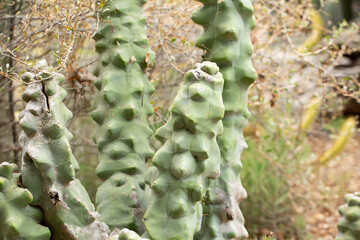 A view of a totem pole cactus.