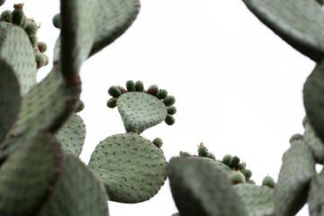 A view of a prickly pear cactus plant.