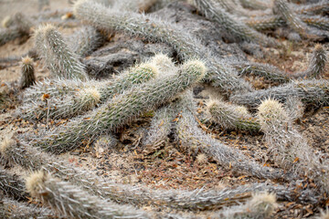 A view of a creeping devil cactus plant.