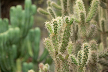 A view of a Munz's cholla cactus.