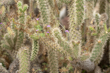 A view of a Munz's cholla cactus.