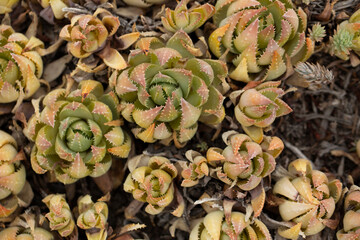 A top down view of the short-leaved aloe plant.