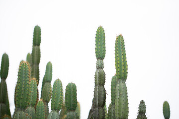 A view of a Cereus hankeanus cactus.