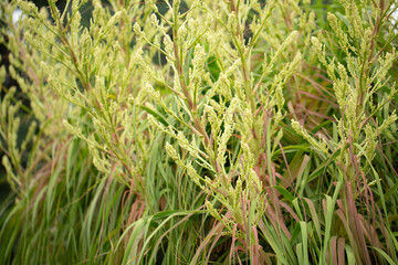 A view of the buds of a ponytail palm.
