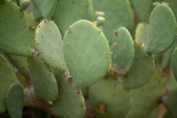 A view of the spineless prickly pear cactus plant.