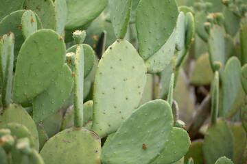 A view of the spineless prickly pear cactus plant.