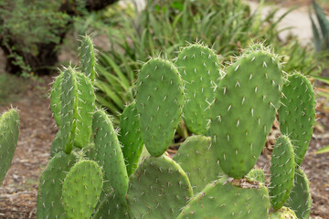 A view of a giant prickly pear cactus plant.