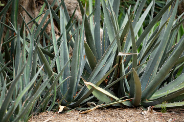 Obraz premium A view of several agave plants.