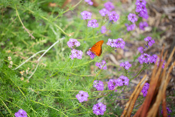 A view of a gulf fritillary butterfly.
