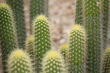 A view of a trichocereus camarguensis cactus.