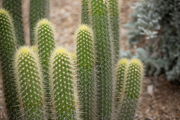 A view of a trichocereus camarguensis cactus.