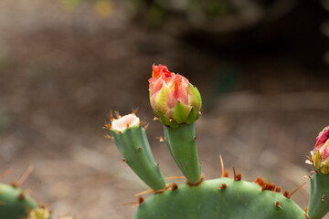 A view of a blossoming flower from the coastal prickly pear plant.