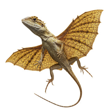 Draco Lizard (Flying Dragon) on high quality transparent background png