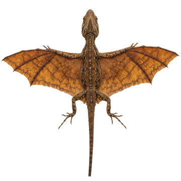 Draco Lizard (Flying Dragon) on high quality transparent background png