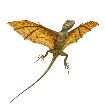 Draco Lizard (Flying Dragon) on high quality transparent background png