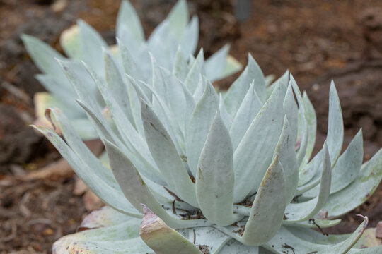 A view of a giant chalk dudleya plant.