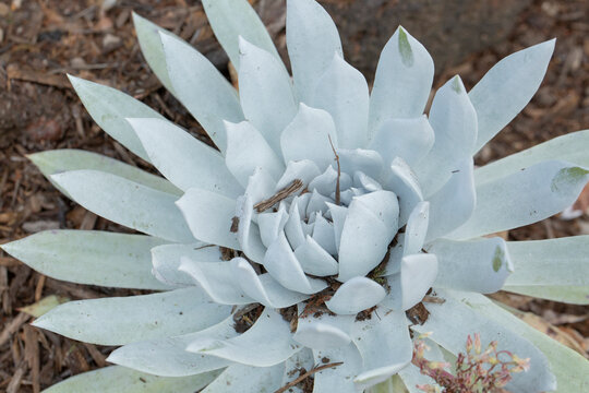 A view of a giant chalk dudleya plant.