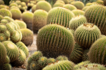 A view of a landscape of golden barrel cactuses.