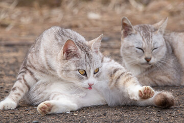 stray cat, alley cat