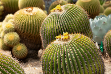 A view of a landscape of golden barrel cactuses.