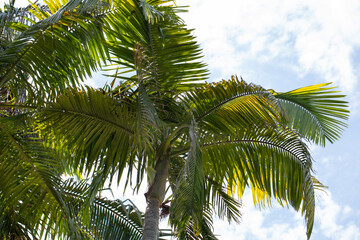 Fototapeta premium A view of palm trees against a clear blue sky, featuring a cool trendy filter.
