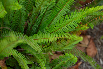 A view of some Boston fern plants.