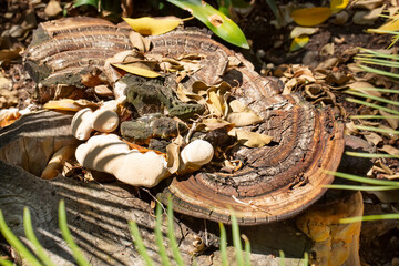 A view of a giant shelf mushroom, seen in San Marino, California.