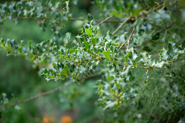 A view of the European holly plant.