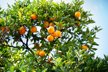 A view of Valencia oranges growing on a tree.