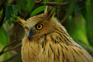Close up. The owl is crushed by a tree leaf in the woods silent in the daytime.