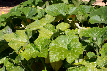 A view of a garden of squash leaves.