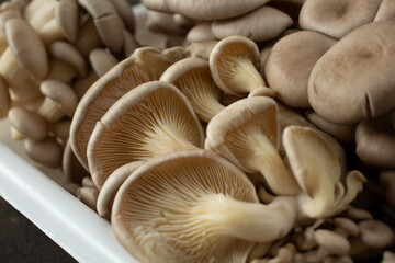 A closeup view of a cluster of gray oyster mushrooms.