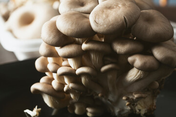 A closeup view of a cluster of gray oyster mushrooms.