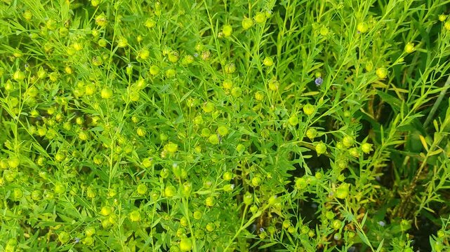 Beautiful purple color flower of  common flax or linseed, Flax, also known as common flax or linseed, is a flowering plant, Linum usitatissimum, in the family Linaceae