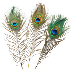 Obraz premium Peacock feathers tag isolated on transparent background
