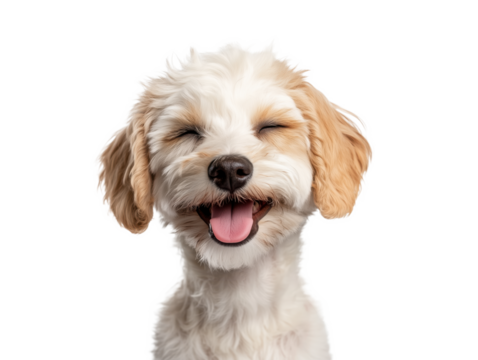 Meet the Adorable Puppy: Winking and Smiling with Playful Charm, Radiating Cuteness and Joy to Brighten Your Day!