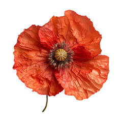 Common poppy Plant on Transparent Background