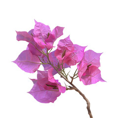 Pink Bougainvillea plants on Transparent Background
