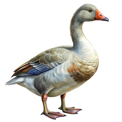 Grey and White Goose Standing with a Detailed Feathery Texture