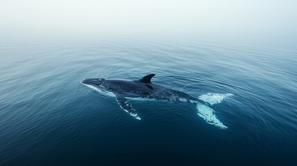 Naklejka premium Majestic Whale Swimming in Calm Ocean Waters