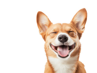 Meet the Adorable Winking Puppy: A Joyful Furball Radiating Cuteness and Happiness, Guaranteed to Brighten Your Day with Its Playful Charm!