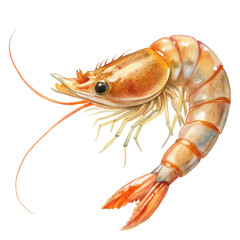 Fresh Orange Shrimp with Detailed Shell and Long Antennae