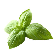 Fototapeta premium Medicinal plant for health mint leaves isolated on white background 