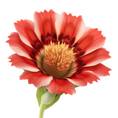 Stunning close-up of a beautiful flower with vibrant petals set against a deep black background for contrast isolated on transparent background..