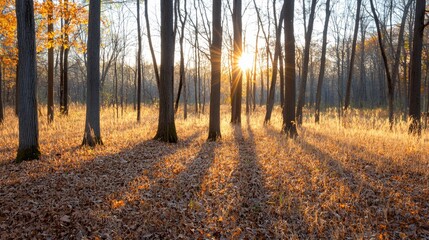 Fototapeta premium Autumn sunset illuminating forest floor