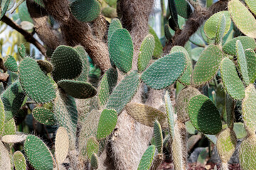 Garden landscape with green silver world cactus (Opuntia leucotricha) growing