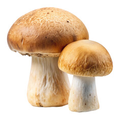 boletus edulis isolated on white background