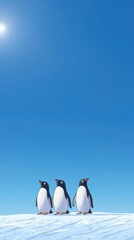 Obraz premium Group of Three Adorable Penguins Standing on Snow Against a Bright Blue Sky