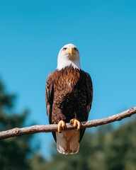 Majestic Bald Eagle Perched on Branch Against Blue Sky, National Symbol, Freedom Concept