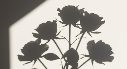 Elegant shadow of roses on a white wall background art dark soft home on transparent background